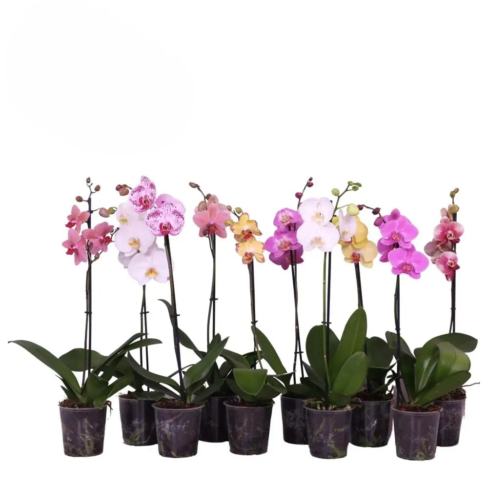 Phalaenopsis Ramotaiwanspecialty Vaso 12 cm Phalaenopsis Ramotaiwanspecialty Vaso 12 cm
