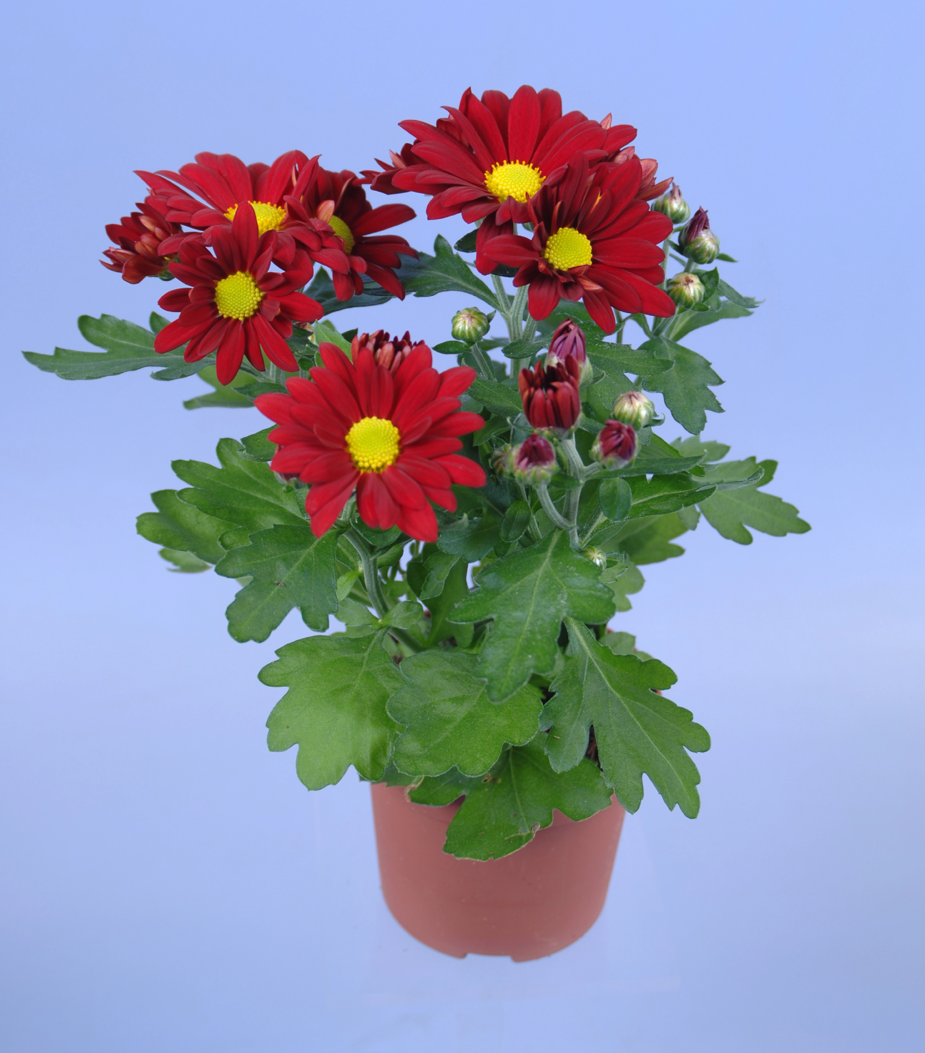 Crisantemo 1 stelo mix di colori vaso Ø 9 cm Chrysanthemum OBI