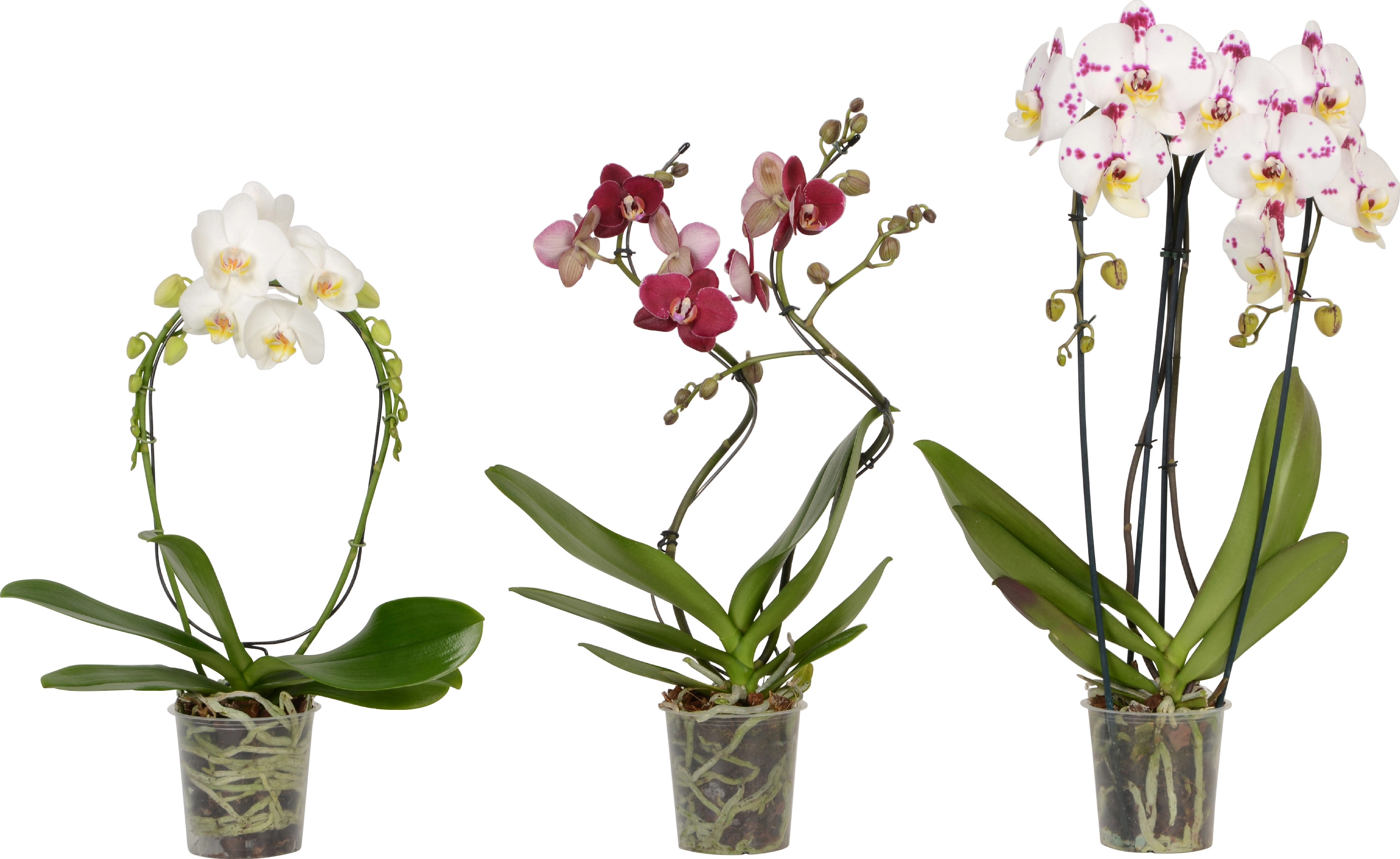 Orchidea Phalaenopsis Steli Mix Vaso Cm Obi