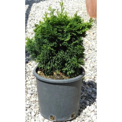 Cipresso giapponese Nana Gracilis Cipresso giapponese Nana Gracilis