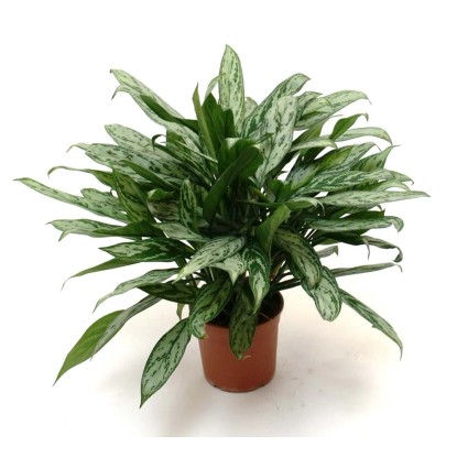 Marantha aglaonema vaso 18 cm Marantha aglaonema vaso 18 cm