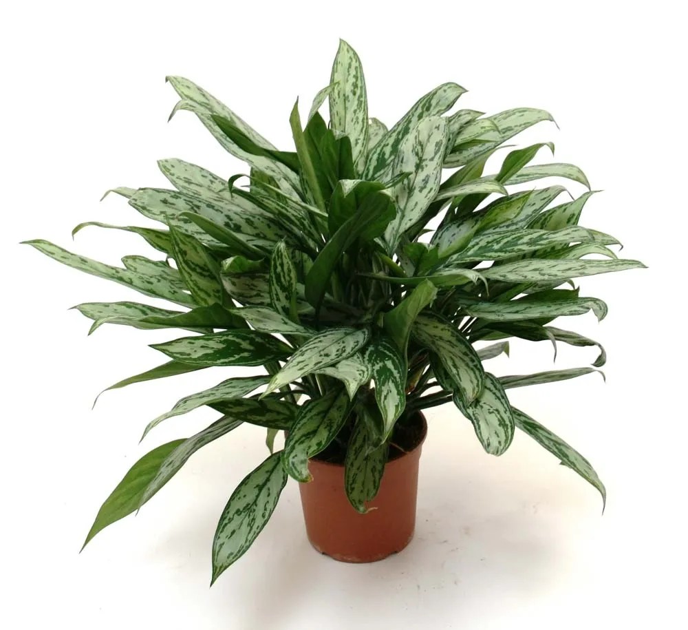Marantha aglaonema vaso 18 cm Marantha aglaonema vaso 18 cm