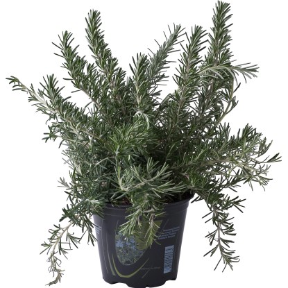 Pianta di Rosmarino Prostrato vaso 14 cm Pianta di Rosmarino Prostrato vaso 14 cm