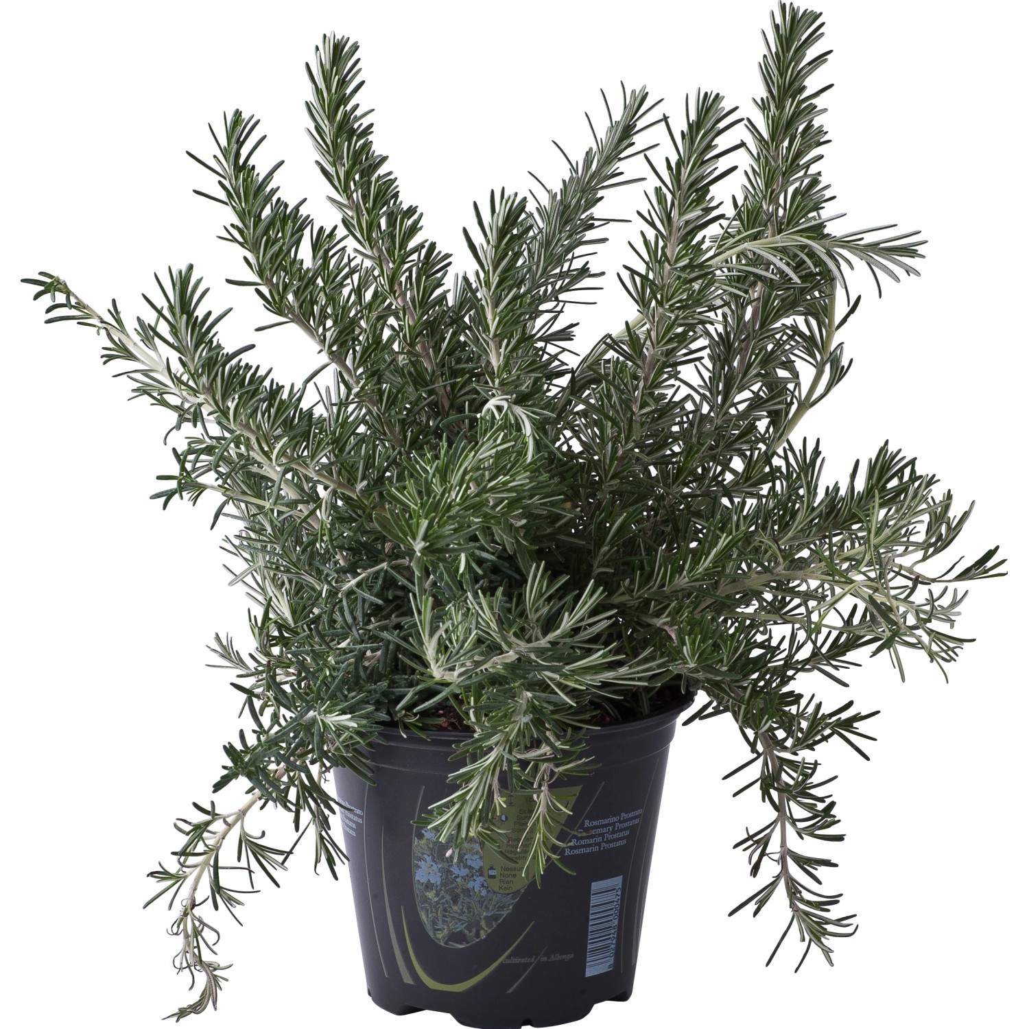 Pianta di Rosmarino Prostrato vaso 14 cm Pianta di Rosmarino Prostrato vaso 14 cm