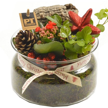 Composizione piante assortite rosse in ciotola in vetro Composizione piante assortite rosse in ciotola in vetro