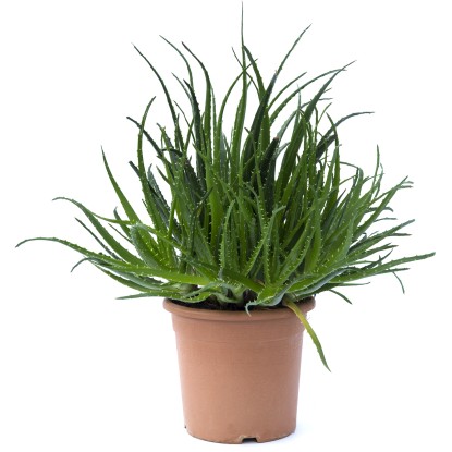 Aloe spinosissima h 30/40 cm Aloe spinosissima h 30/40 cm