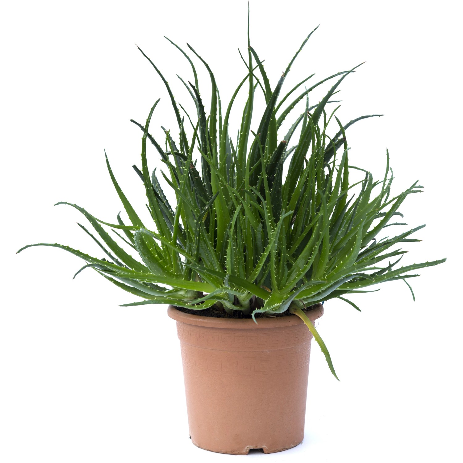 Aloe spinosissima h 30/40 cm Aloe spinosissima h 30/40 cm