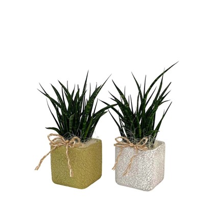 Composizione Sansevieria cilindrica in ceramica vaso 12 cm Composizione Sansevieria cilindrica in ceramica vaso 12 cm