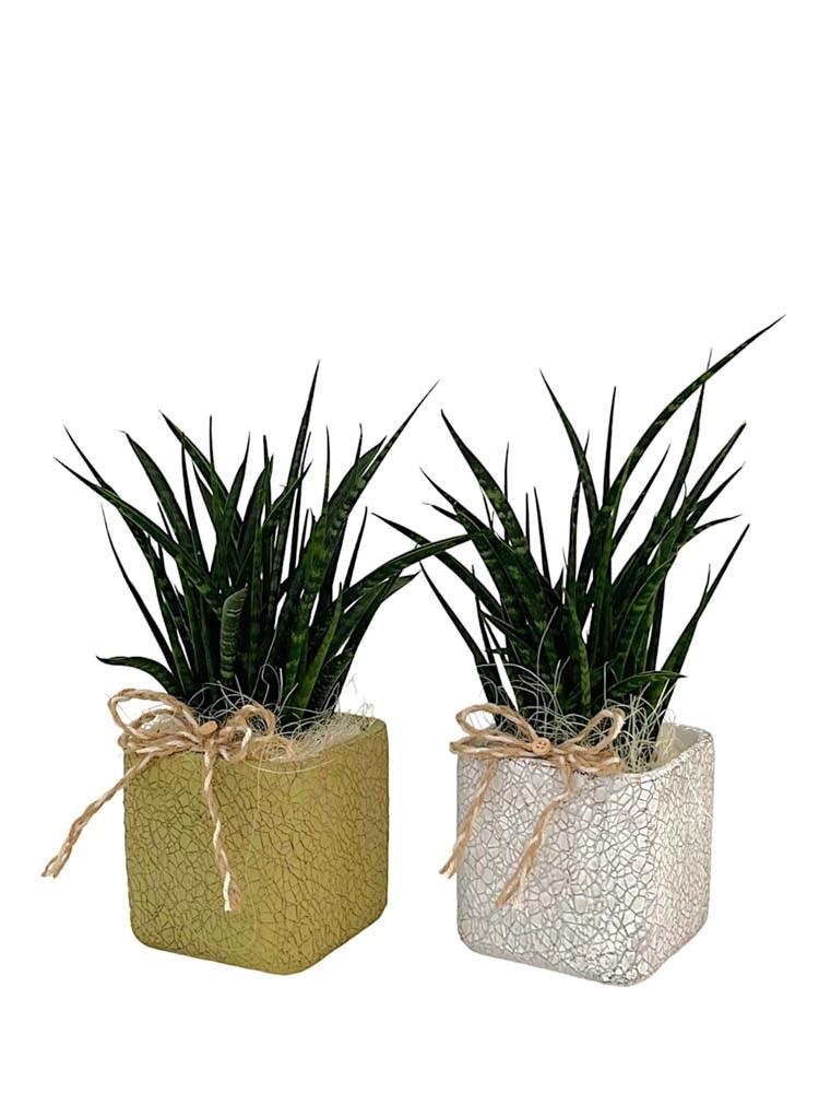 Composizione Sansevieria cilindrica in ceramica vaso 12 cm Composizione Sansevieria cilindrica in ceramica vaso 12 cm