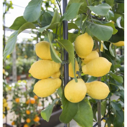 Albero da frutto Limone mezzo fusto Albero da frutto Limone mezzo fusto