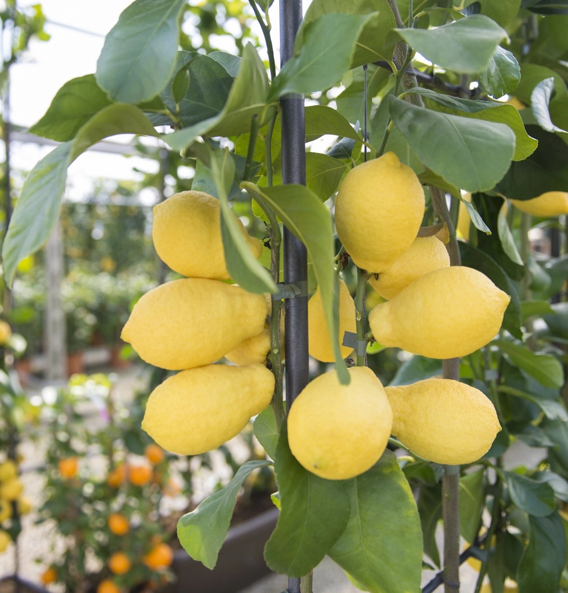 Albero da frutto Limone mezzo fusto Albero da frutto Limone mezzo fusto
