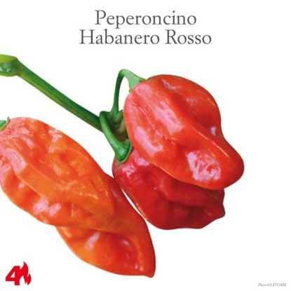 Peperoncino piccante Habanero rosso vaso 14 cm Peperoncino piccante Habanero rosso vaso 14 cm