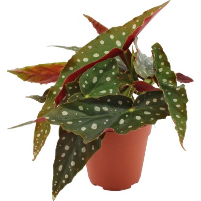 Begonia maculata vaso Ø 12 cm Begonia maculata vaso Ø 12 cm