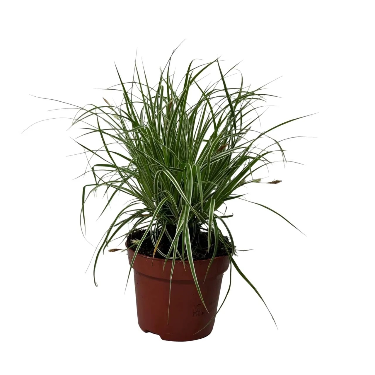 Carex Everest vaso Ø 12 cm Carex Everest vaso Ø 12 cm