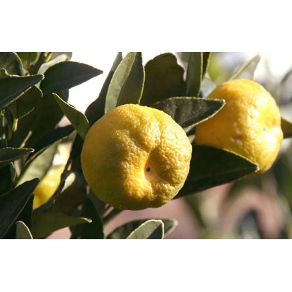 Albero da frutto Citrus limetta Pursha mezzo fusto Albero da frutto Citrus limetta Pursha mezzo fusto