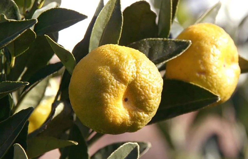 Albero da frutto Citrus limetta Pursha mezzo fusto Albero da frutto Citrus limetta Pursha mezzo fusto