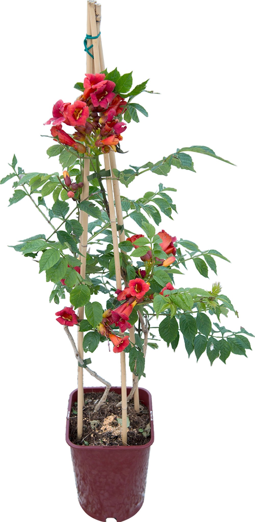 Bignonia Stromboli Bignonia Stromboli