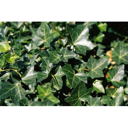 Hedera hibernica Hedera hibernica