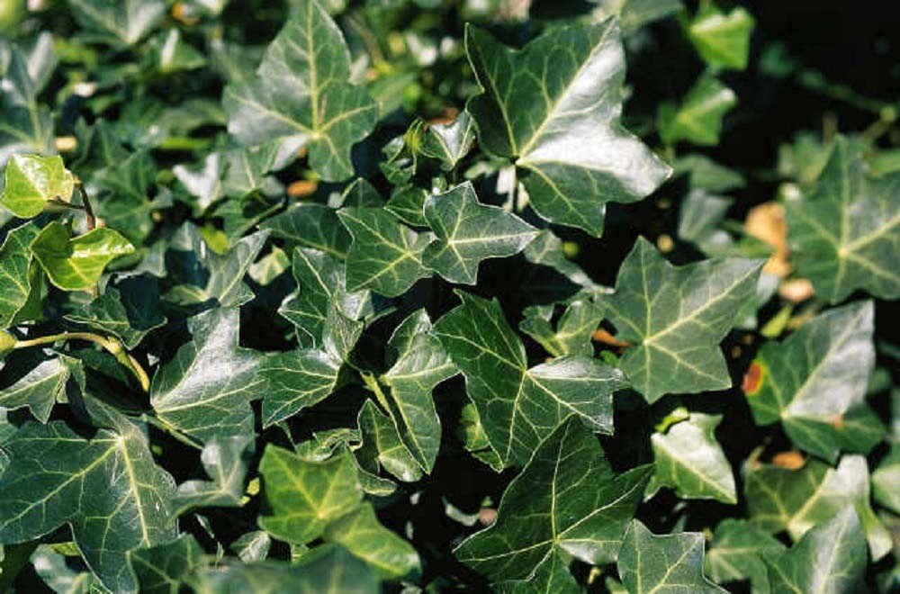 Hedera hibernica Hedera hibernica
