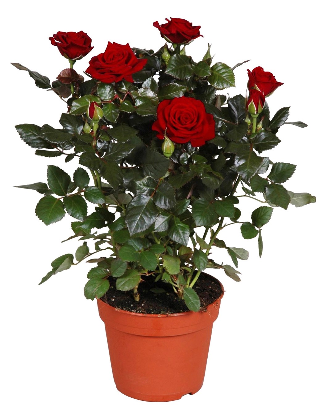 Rosa rossa vaso Ø ca. 13 cm Rosa rossa vaso Ø ca. 13 cm