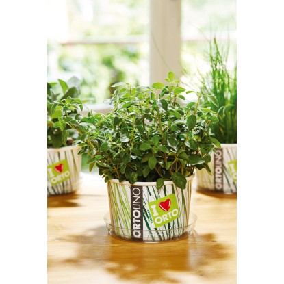 Kit orto in casa Ortolino Origano Kit orto in casa Ortolino Origano