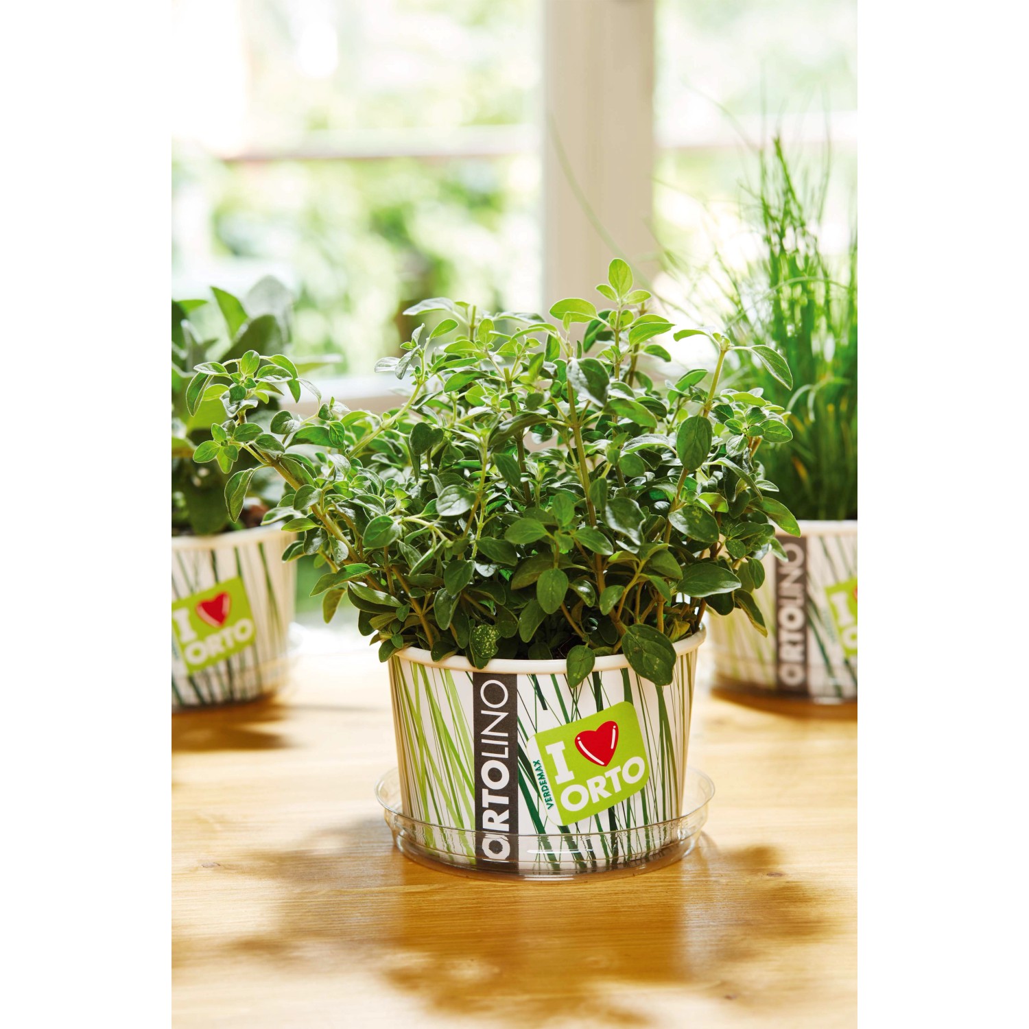 Kit orto in casa Ortolino Origano Kit orto in casa Ortolino Origano