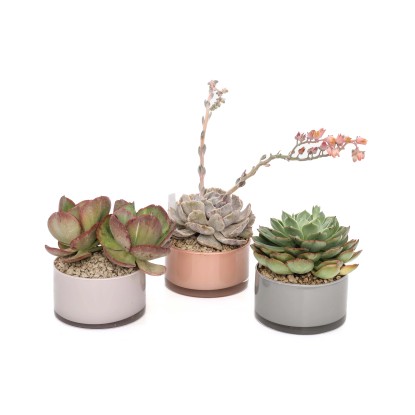 Piante grasse succulente - Vaso Decorativo Colorato Ø 15 cm Piante grasse succulente - Vaso Decorativo Colorato Ø 15 cm