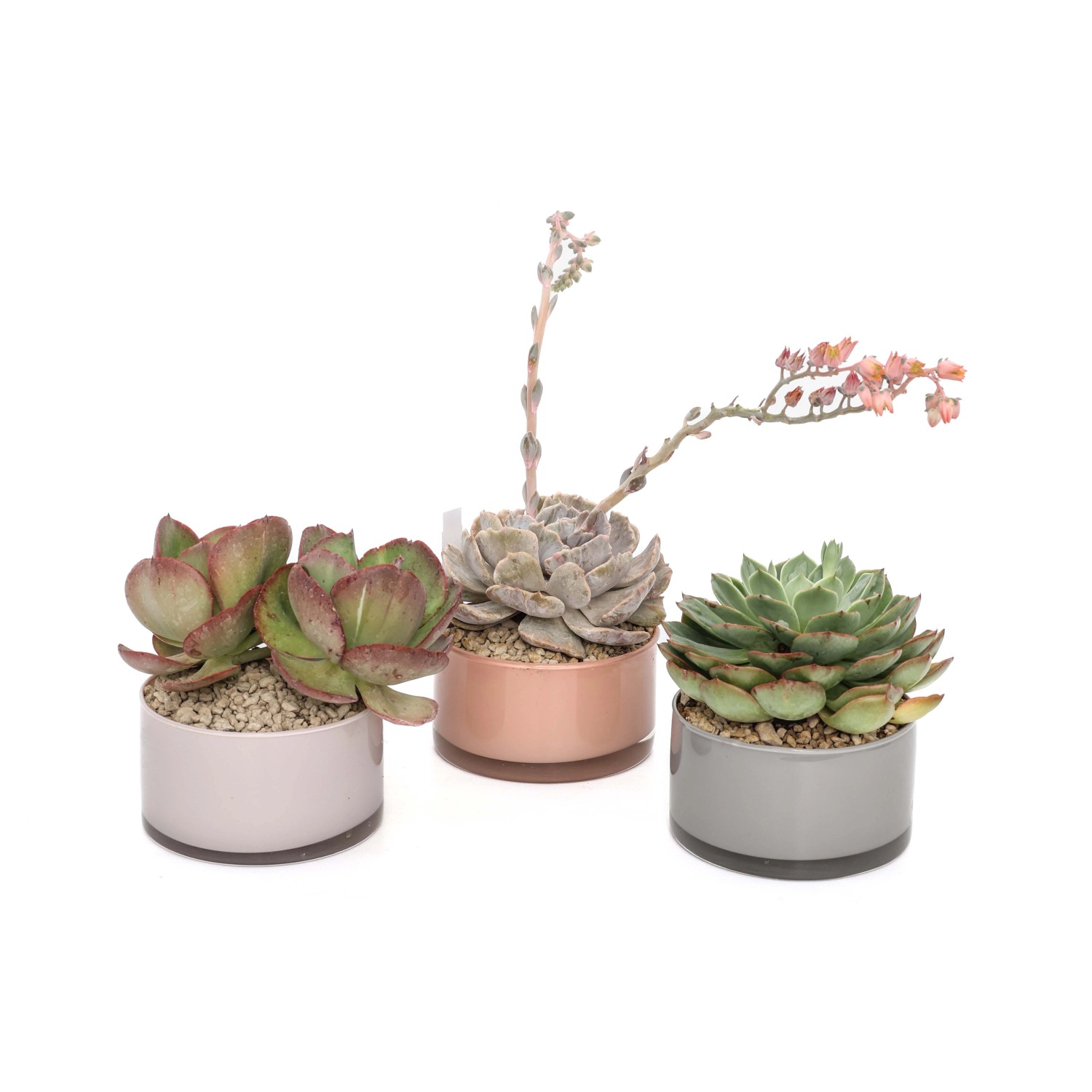 Piante grasse succulente - Vaso Decorativo Colorato Ø 15 cm Piante grasse succulente - Vaso Decorativo Colorato Ø 15 cm
