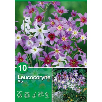 Leucocoryne "Mix" Leucocoryne "Mix"
