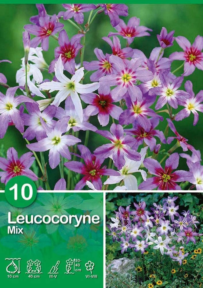 Leucocoryne "Mix" Leucocoryne "Mix"