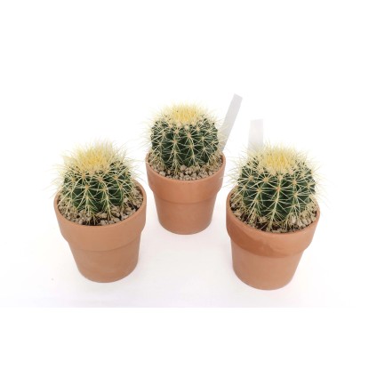 Echinocactus grusoni `Cuscino della suocerà - Vaso Terracotta Ø 15 cm Echinocactus grusoni `Cuscino della suocerà - Vaso Terracotta Ø 15 cm