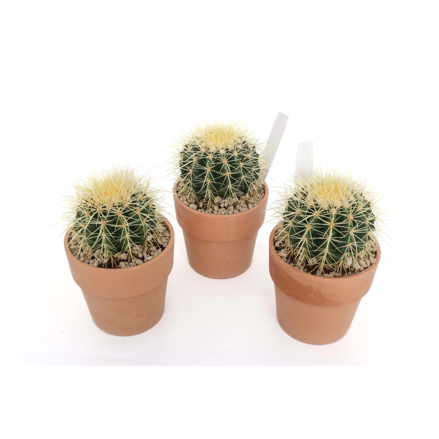 Echinocactus grusoni `Cuscino della suocerà - Vaso Terracotta Ø 15 cm Echinocactus grusoni `Cuscino della suocerà - Vaso Terracotta Ø 15 cm