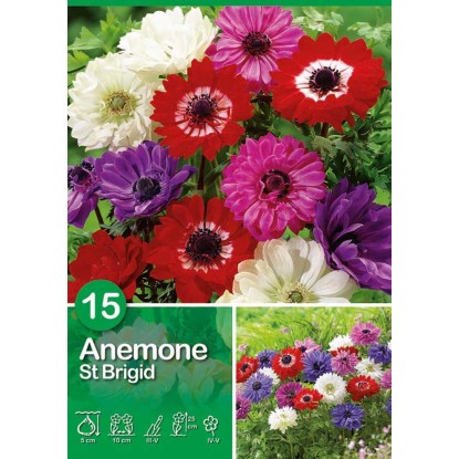 Anemone "St. Brigid" Anemone "St. Brigid"