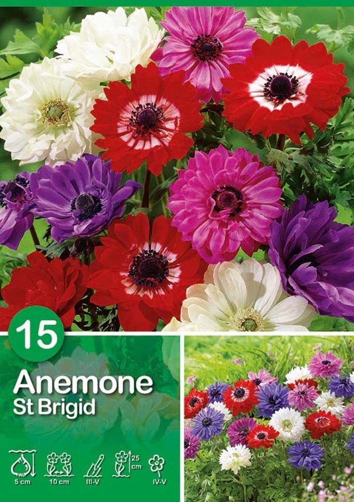 Anemone "St. Brigid" Anemone "St. Brigid"