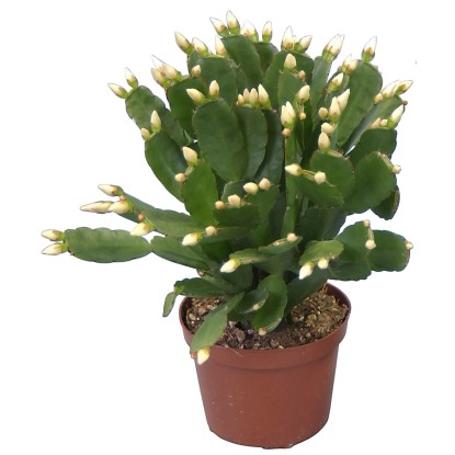 Rhipsalidopsis bianco da interno con vaso Ø 9 cm Rhipsalidopsis bianco da interno con vaso Ø 9 cm