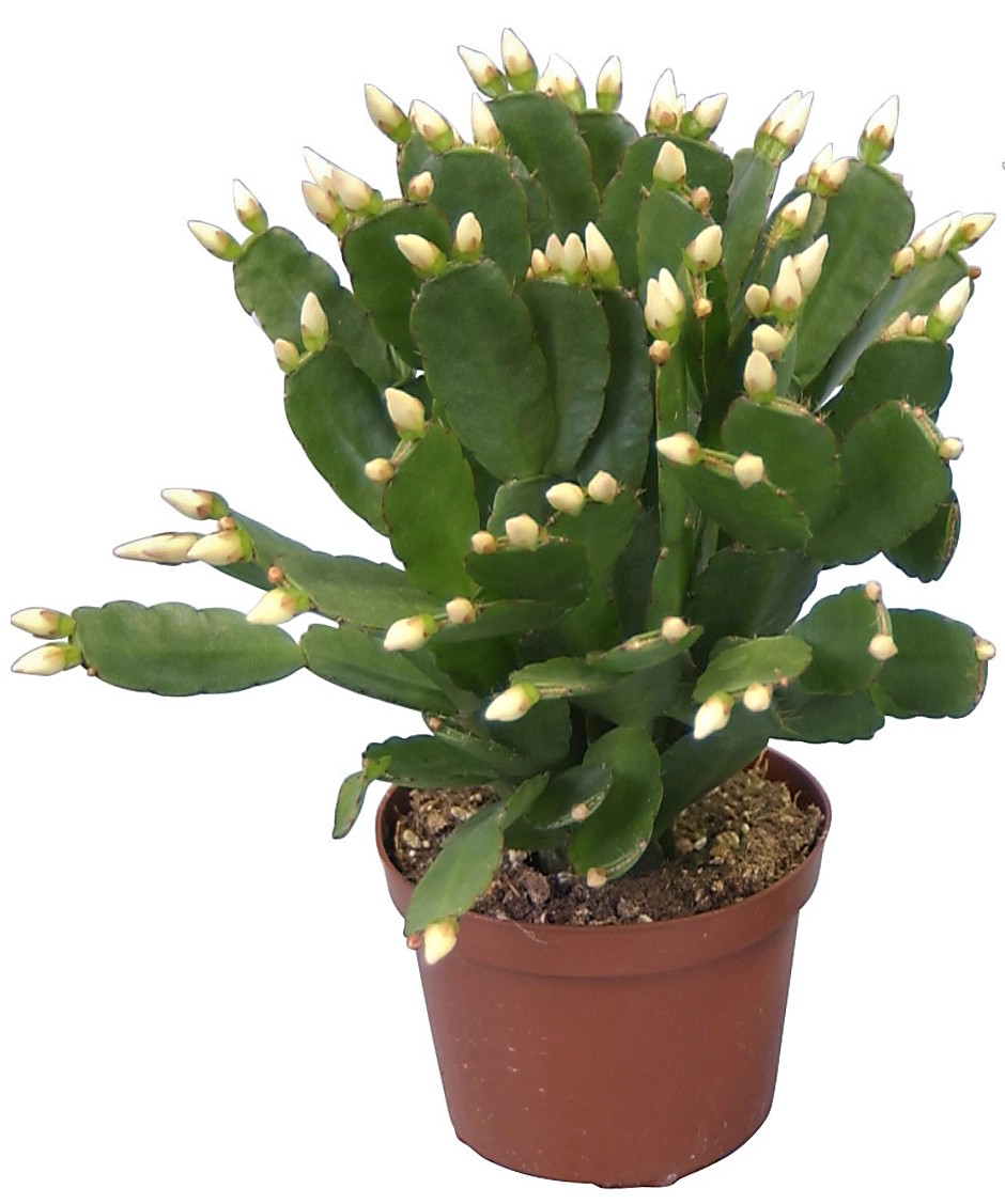 Rhipsalidopsis bianco da interno con vaso Ø 9 cm Rhipsalidopsis bianco da interno con vaso Ø 9 cm