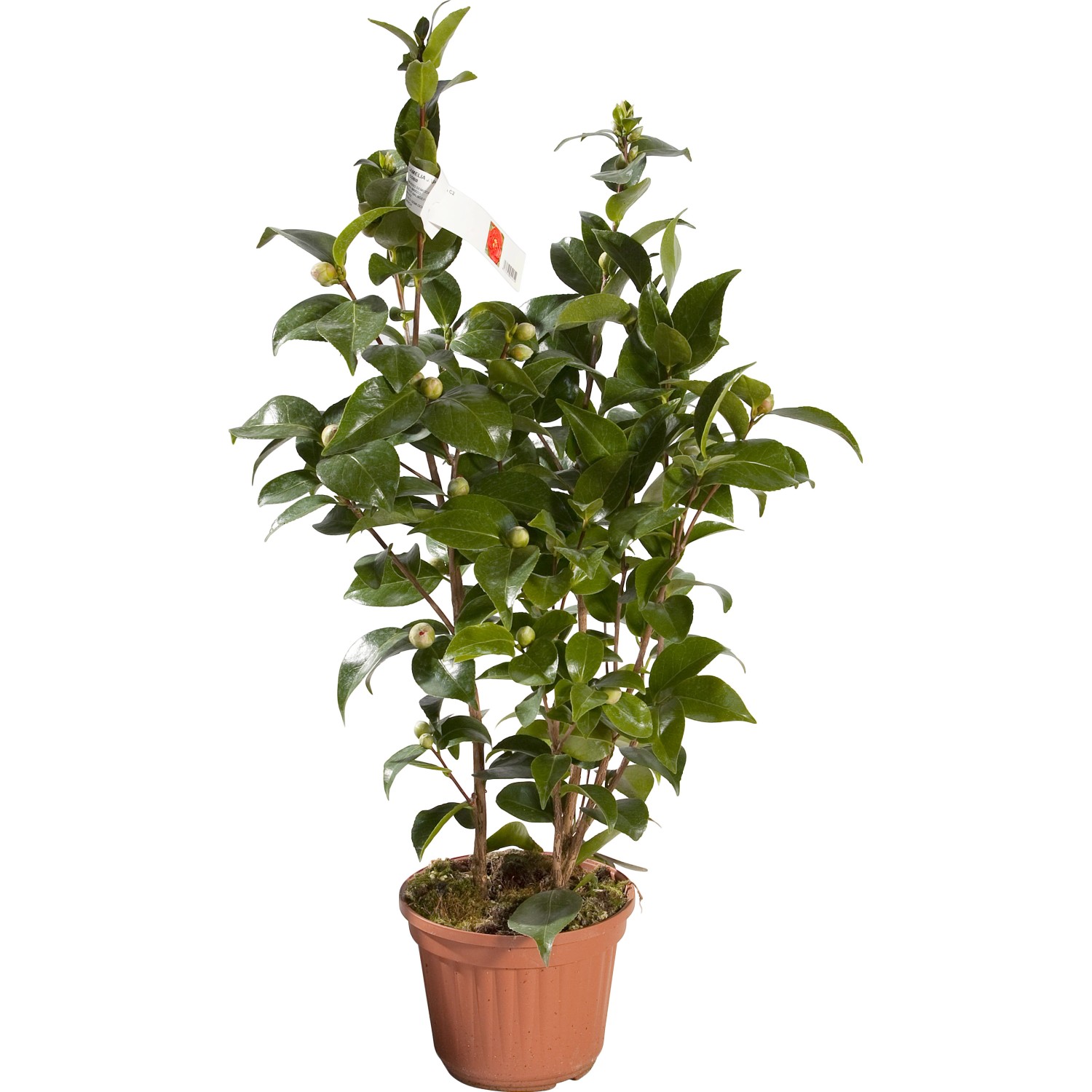Camelia Japonica h 80-100 cm Camelia Japonica h 80-100 cm