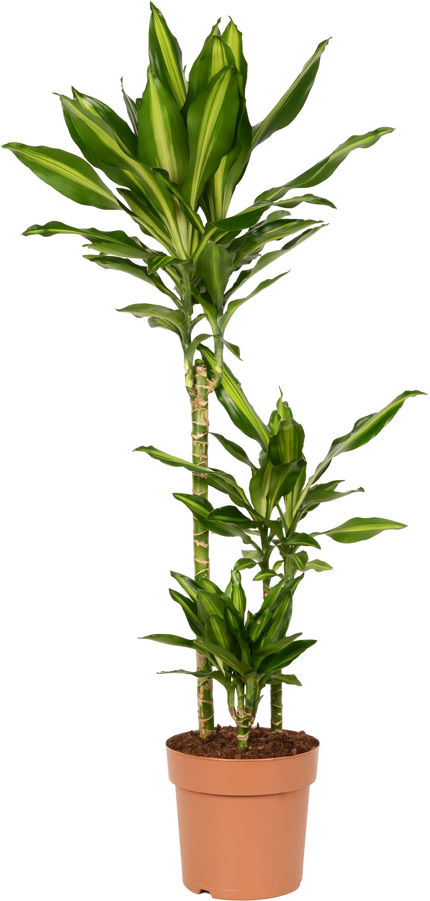 Dracena fragrans Cintho con vaso Ø 21 cm H 115-120 cm Dracena fragrans Cintho con vaso Ø 21 cm H 115-120 cm