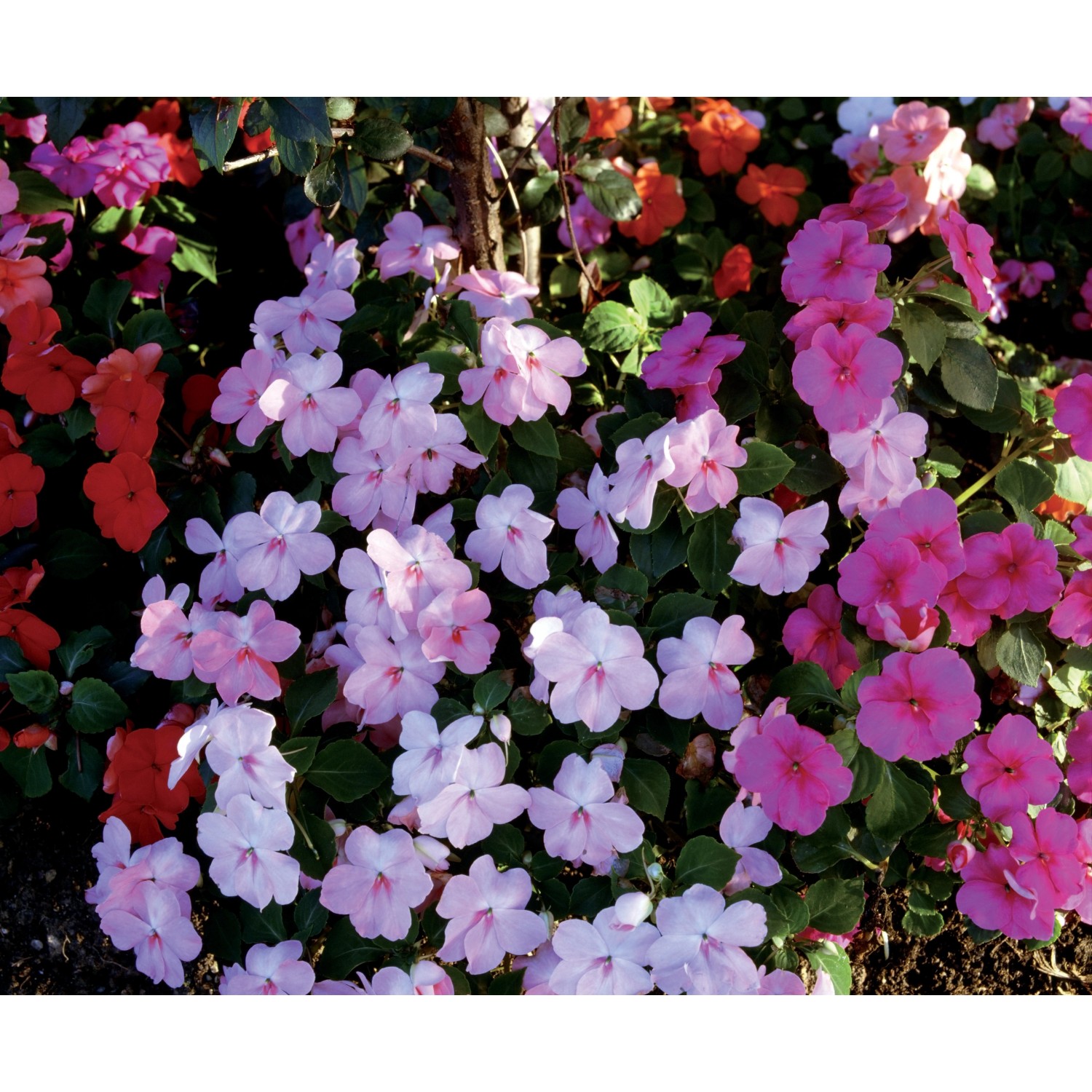 Fiore di vetro vaso 10 cm Fiore di vetro vaso 10 cm