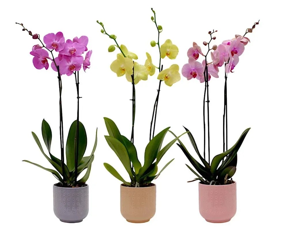 Composizione beauty phalenopsis Composizione beauty phalenopsis