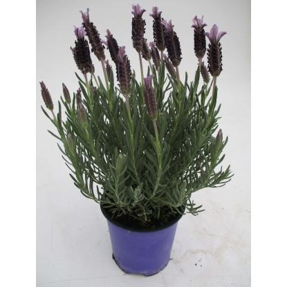 Lavanda Stoechas vaso 14 cm Lavanda Stoechas vaso 14 cm