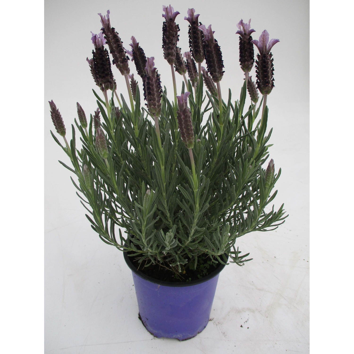 Lavanda Stoechas vaso 14 cm Lavanda Stoechas vaso 14 cm