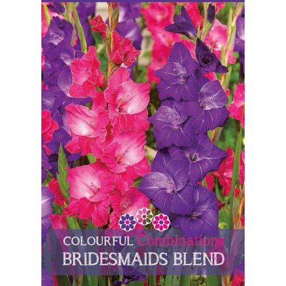 Gladiolo "Bridesmaids Blend" Gladiolo "Bridesmaids Blend"