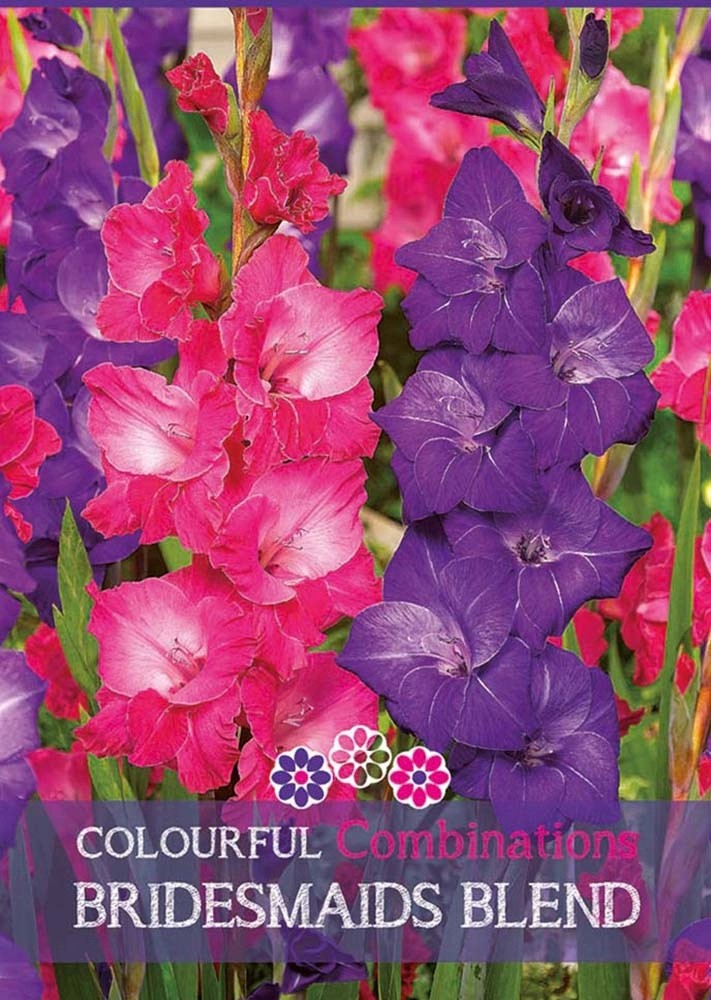 Gladiolo "Bridesmaids Blend" Gladiolo "Bridesmaids Blend"