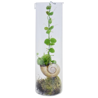 Dischidia "Snaily" in vetro Ø 10,5 cm Dischidia "Snaily" in vetro Ø 10,5 cm