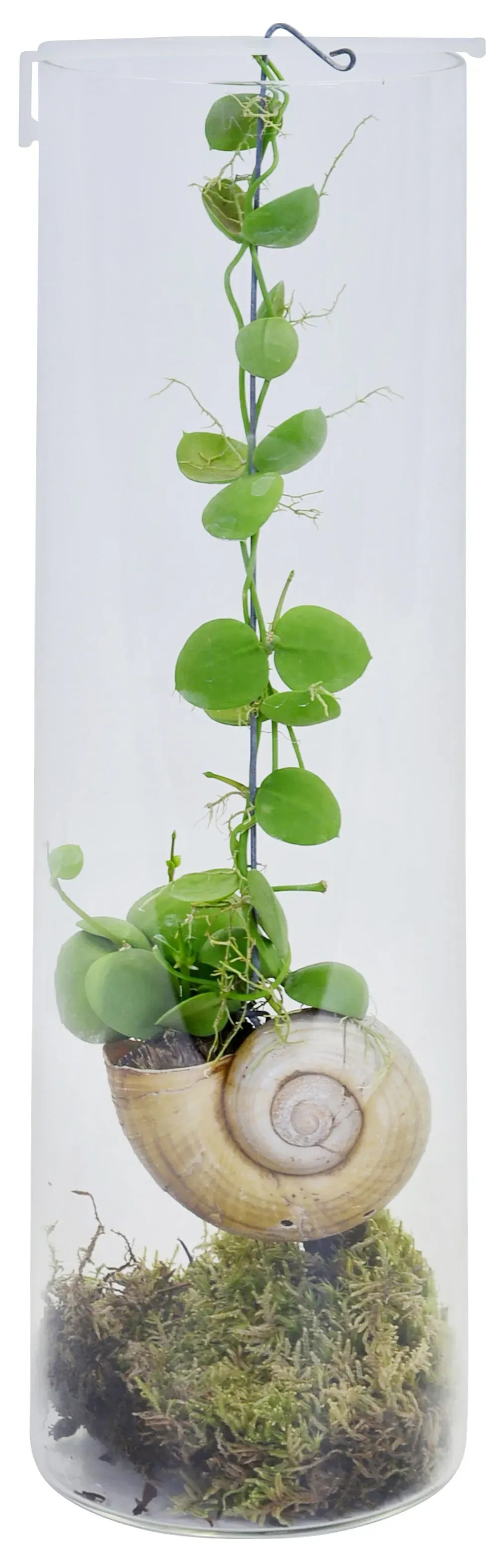 Dischidia "Snaily" in vetro Ø 10,5 cm Dischidia "Snaily" in vetro Ø 10,5 cm