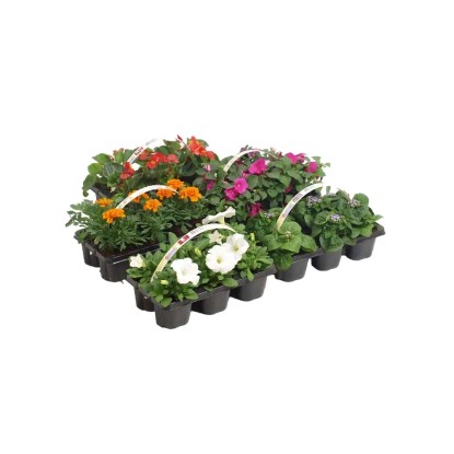 Piante Stagionali 6-Pack vaso 9 cm Piante Stagionali 6-Pack vaso 9 cm