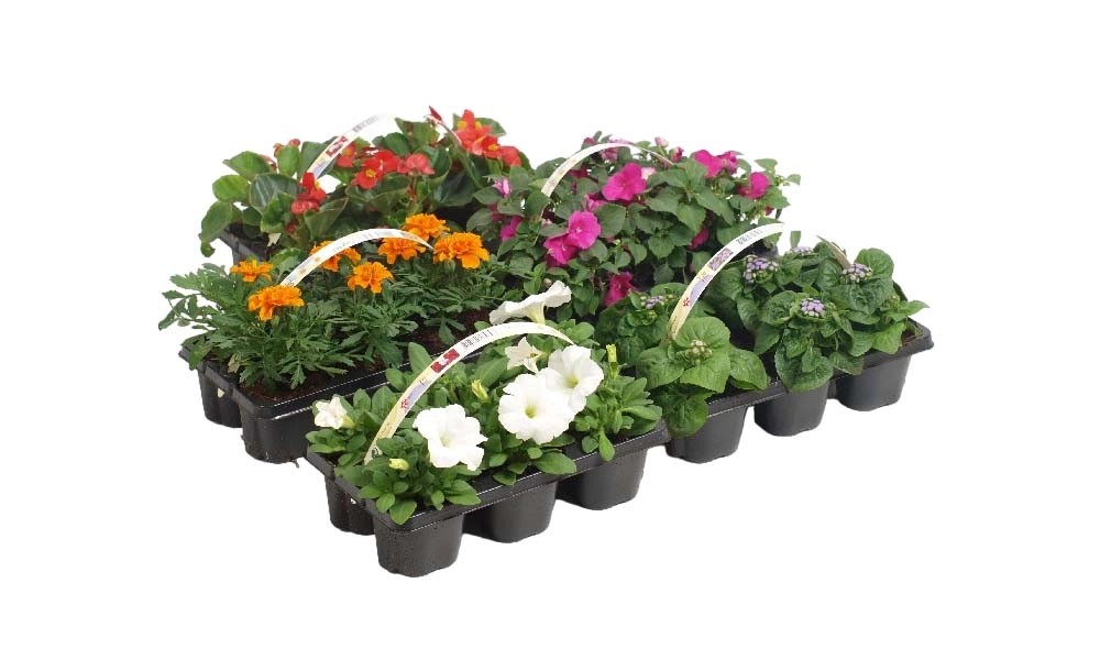 Piante Stagionali 6-Pack vaso 9 cm Piante Stagionali 6-Pack vaso 9 cm