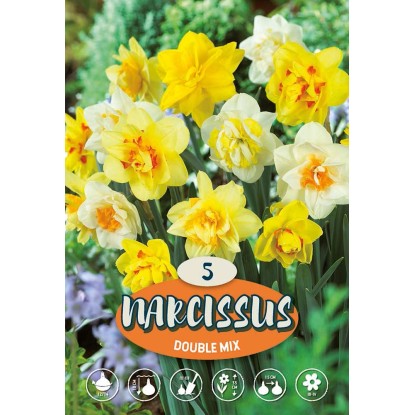 Narciso Misto Narciso Misto