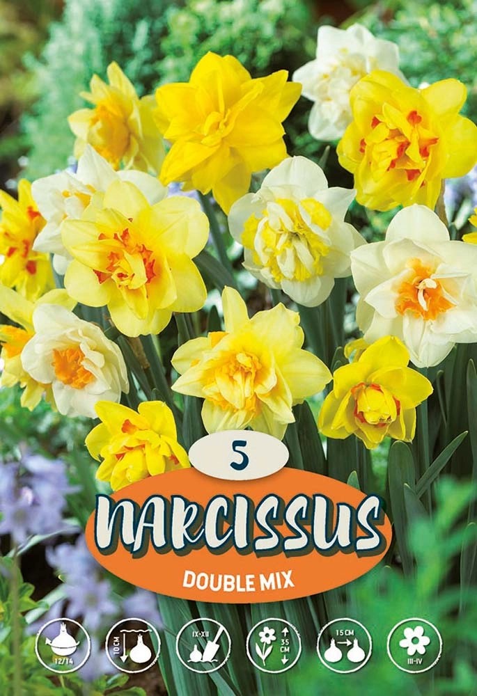 Narciso Misto Narciso Misto